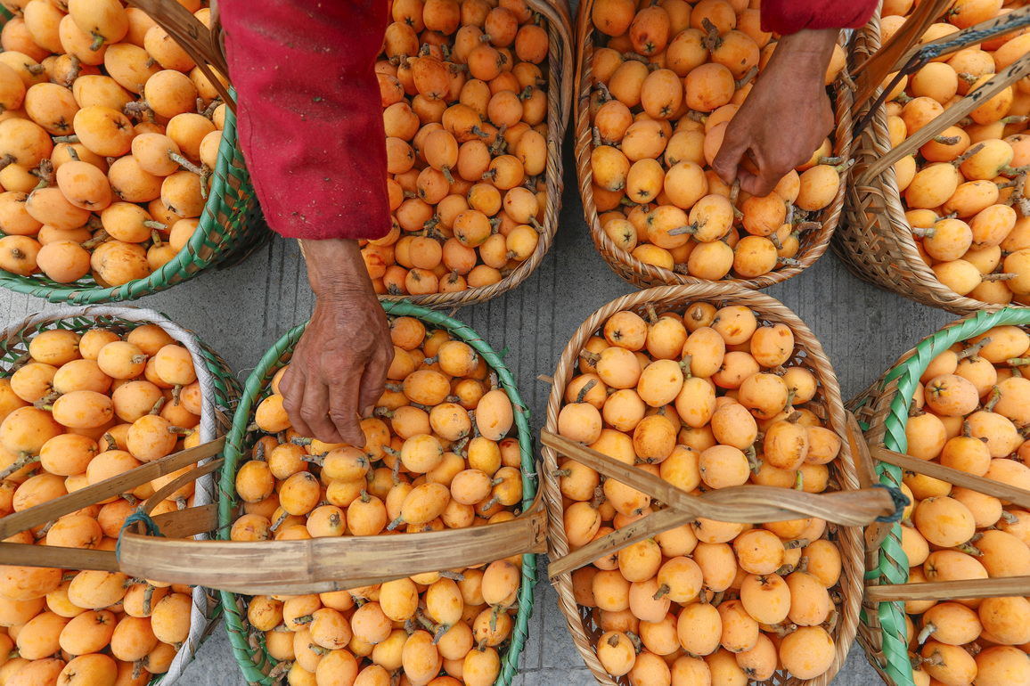 #(AmazingAnhui) CHINA-ANHUI-SHEXIAN-LOQUAT-HARVEST (CN)
