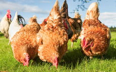 Avian Influenza Prevention Zone housing measures lifted
