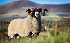 Blackface rams peak at £60,000