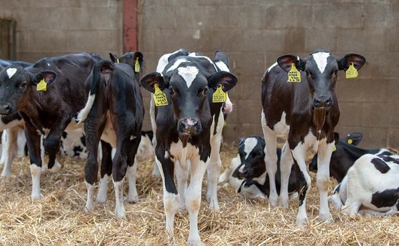 Breeding and calves: Reducing the impact of diarrhoea in calves