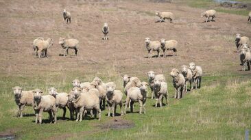 Consecutive poor seasons in southern Australia and a shift to cropping in WA has contributed to a decline in the national flock. 