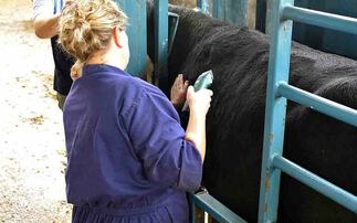 APHA announces new licence for TB-restricted herds