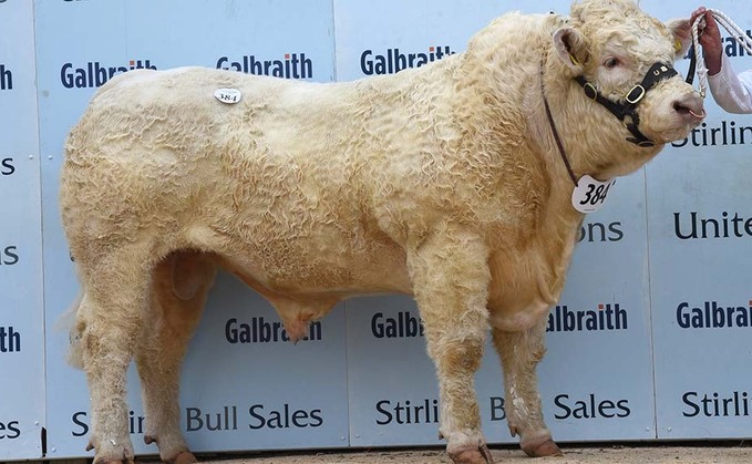 STIRLING BULL SALES: Charolais top at 20,000gns for Gretnahouse
