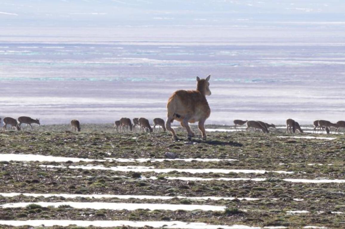 Robotic guardian joins Tibetan antelope herd