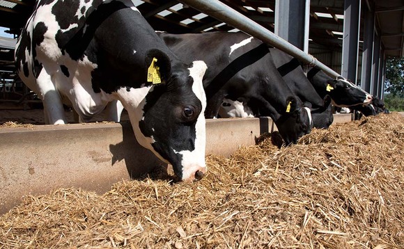Alternative proteins offering cost savings for forage diets