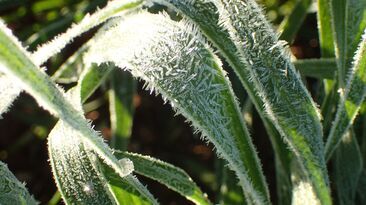 Even under best management conditions, CSIRO found frost remains a major constraint on wheat yield. 