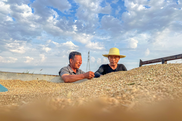 CHINA-HEBEI-CANGZHOU-SALINE-ALKALI LAND-WHEAT HARVEST (CN)