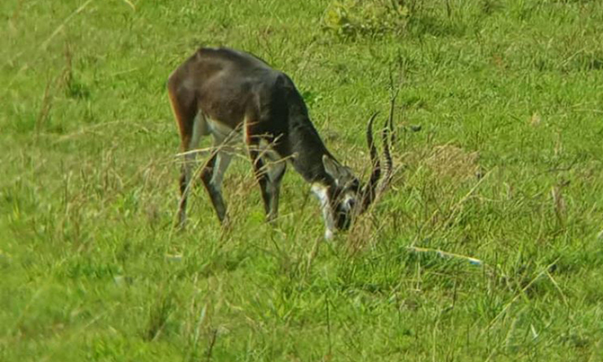 White-eared kob returns to Uganda White-eared kob returns to Uganda