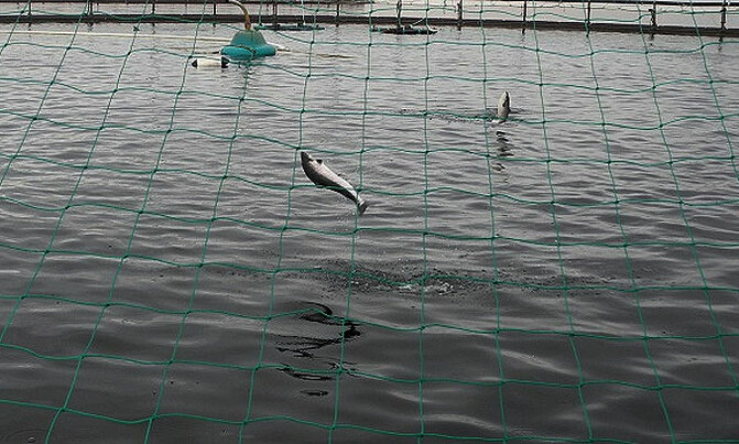 Can offshore fish farming feed a hungry world? Can offshore fish farming feed a hungry world?