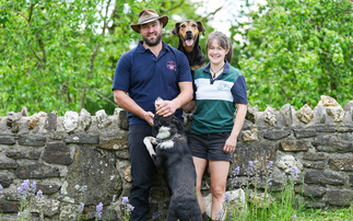 New Zealand genetics at heart of Romney flock