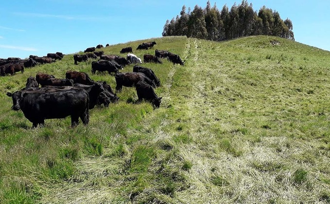 Mob grazing is where a high density of livestock is grazed over a short period of time, coupled with long rest periods. 