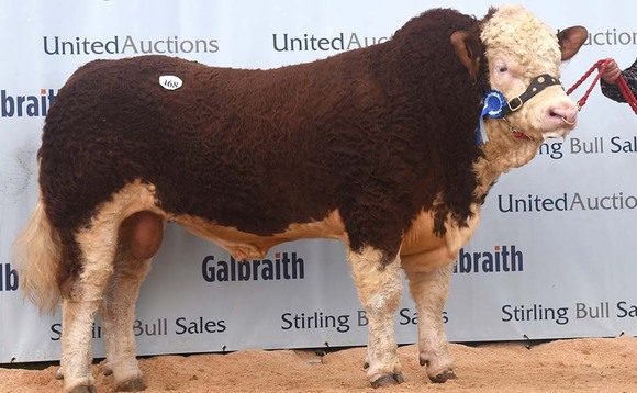 Simmentals sell to 30,000gns and lead new record average