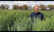  Wheat breeder Britt Kalmeier says Illabo is a true dual purpose wheat.