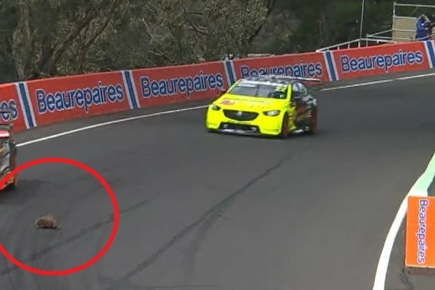 Chaos as runaway echidna somehow avoids getting squashed by racecars