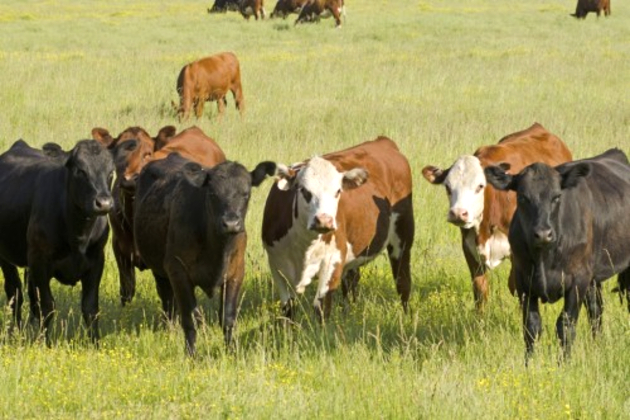 US ranchers begin rebuilding herd after 74-year low
