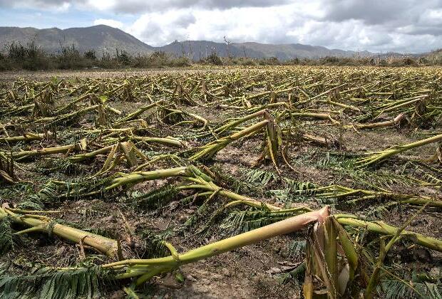 Georgia farmers reeling months after Hurricane Helene ravaged crops