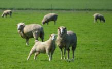  Australian lamb production is outpacing NZ. Picture Mark Saunders.