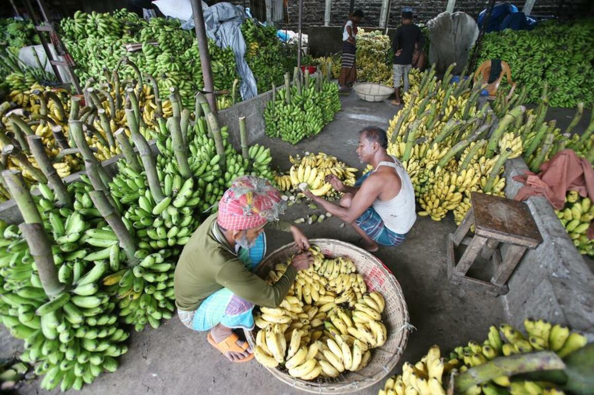 Asia Album: Bangladesh fruit harvest season