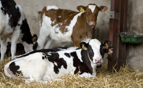 The importance of starch in each stage of the dairy cow