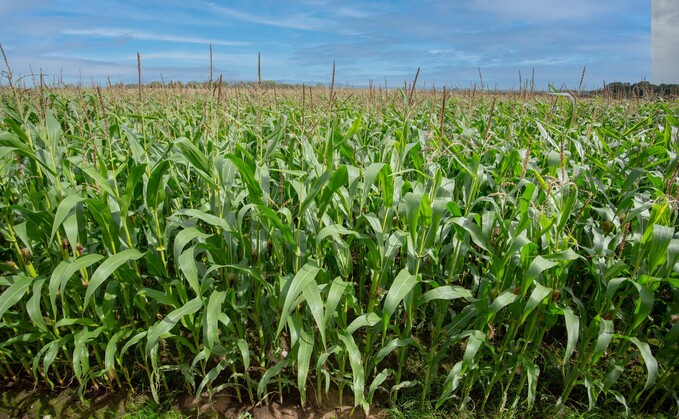 How farmers can utilise maize in cattle diets this winter