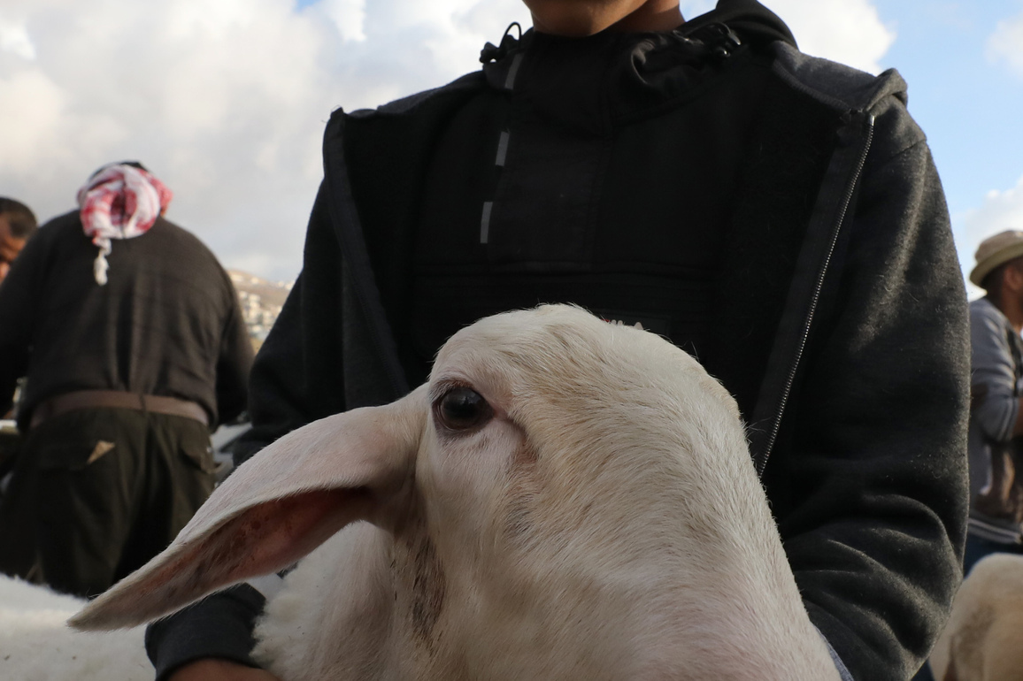 MIDEAST-WEST BANK-NABLUS-LIVESTOCK MARKET-EID AL-ADHA