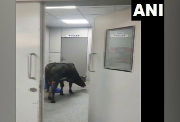 Viral video: Cow roams inside ICU in MP hospital