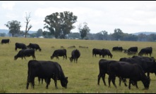  The grassfed beef cattle industry will soon have a new peak body. Picture Mark Saunders. 