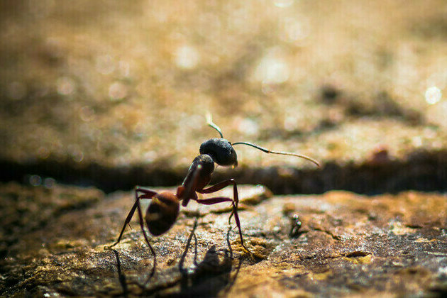 African state busts exotic-ant traffickers (IMAGES)
