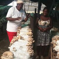 (Hello Africa) Mushroom farming creates income opportunities for Zambians
