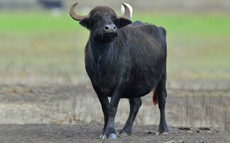 German import restrictions eased after FMD-free status recognised