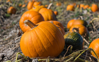 Halloween pumpkin harvest more trick than treat, say growers