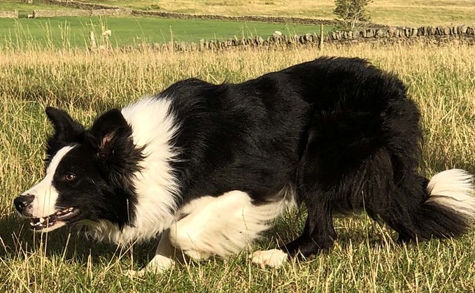 Sheep dog record of 25,500 set online