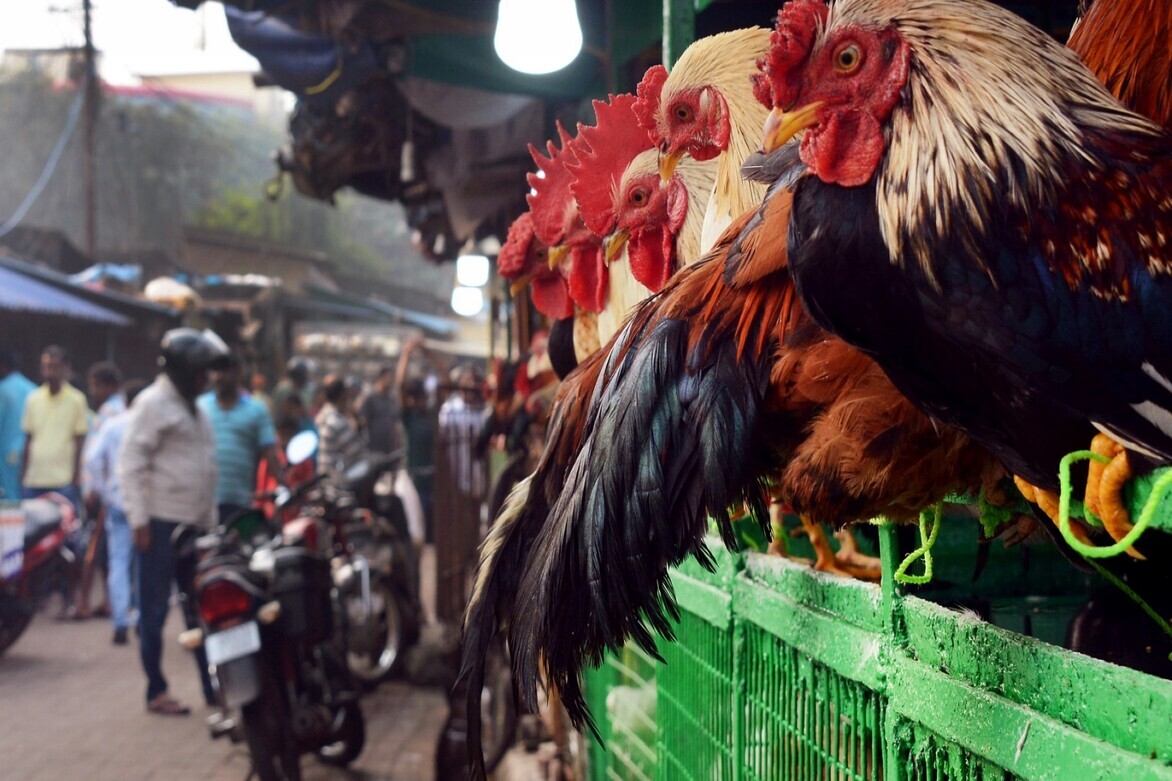 Varanasi Municipal Corporation moves to relocate meat, fish markets in phased manner