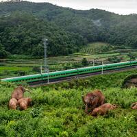 Conservation efforts deliver greater harmony between people, elephants in SW China