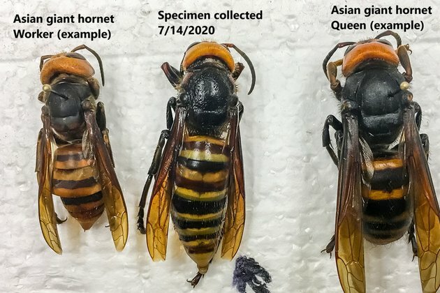 Experts warn MURDER HORNETS could resurface in US this spring
