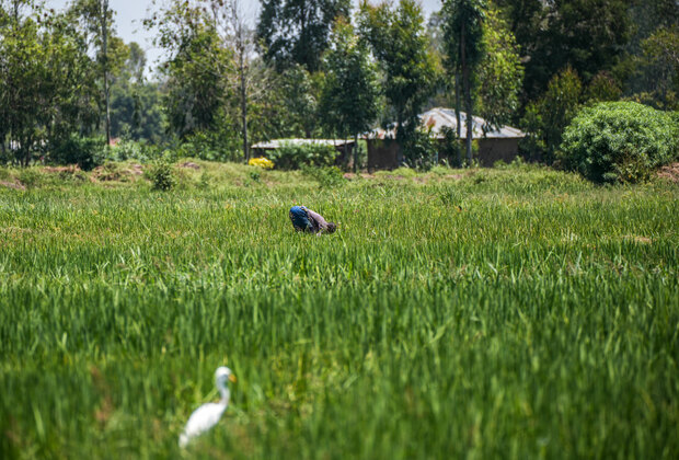 BRI Stories | Chinese-built irrigation project transforming Kenyan farmers' livelihoods