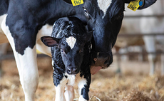 How to control cryptosporidiosis in calves