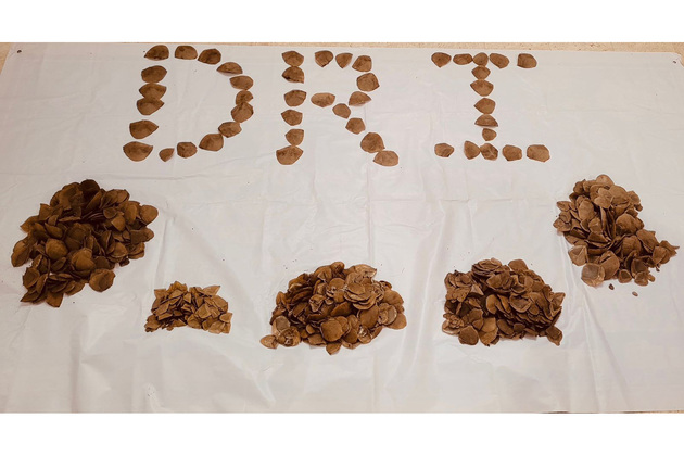 DRI busts Pangolin scale smuggling racket in Telangana; 6.53 kg seized