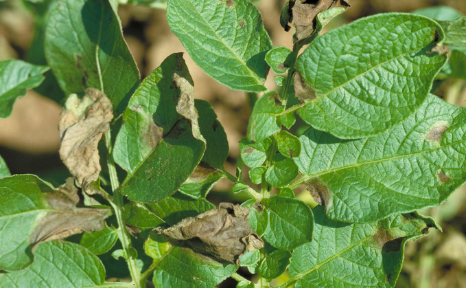 Dr Cooke says this season has been one of the most intense he has experienced in terms of early season outbreaks while managing the Fight Against Blight project