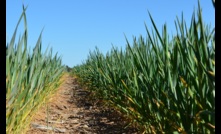  Research has found herbicide toxicity following strategic deep tillage could reduce crop yields. Picture Mark Saunders.