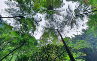 Study: Prices for high-quality carbon credit rise to record levels