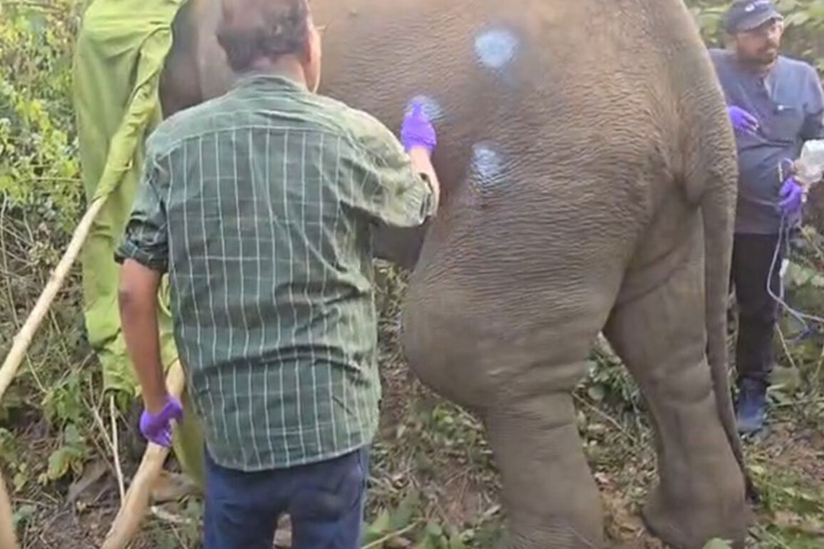 Odisha: Veterinary team treats injured elephant in Bhubaneswar's Chandaka Reserve Forest