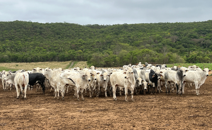 Carving out a regenerative path for Brazilian beef 