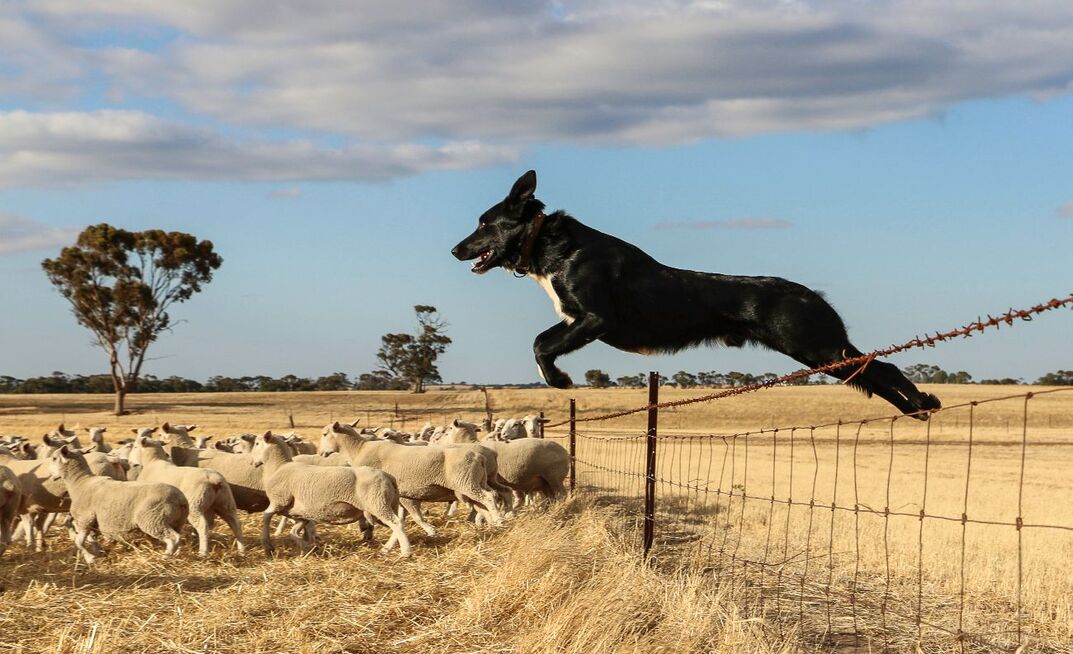 Working dogs are estimated to contribute billions of dollars to the national economy. 
