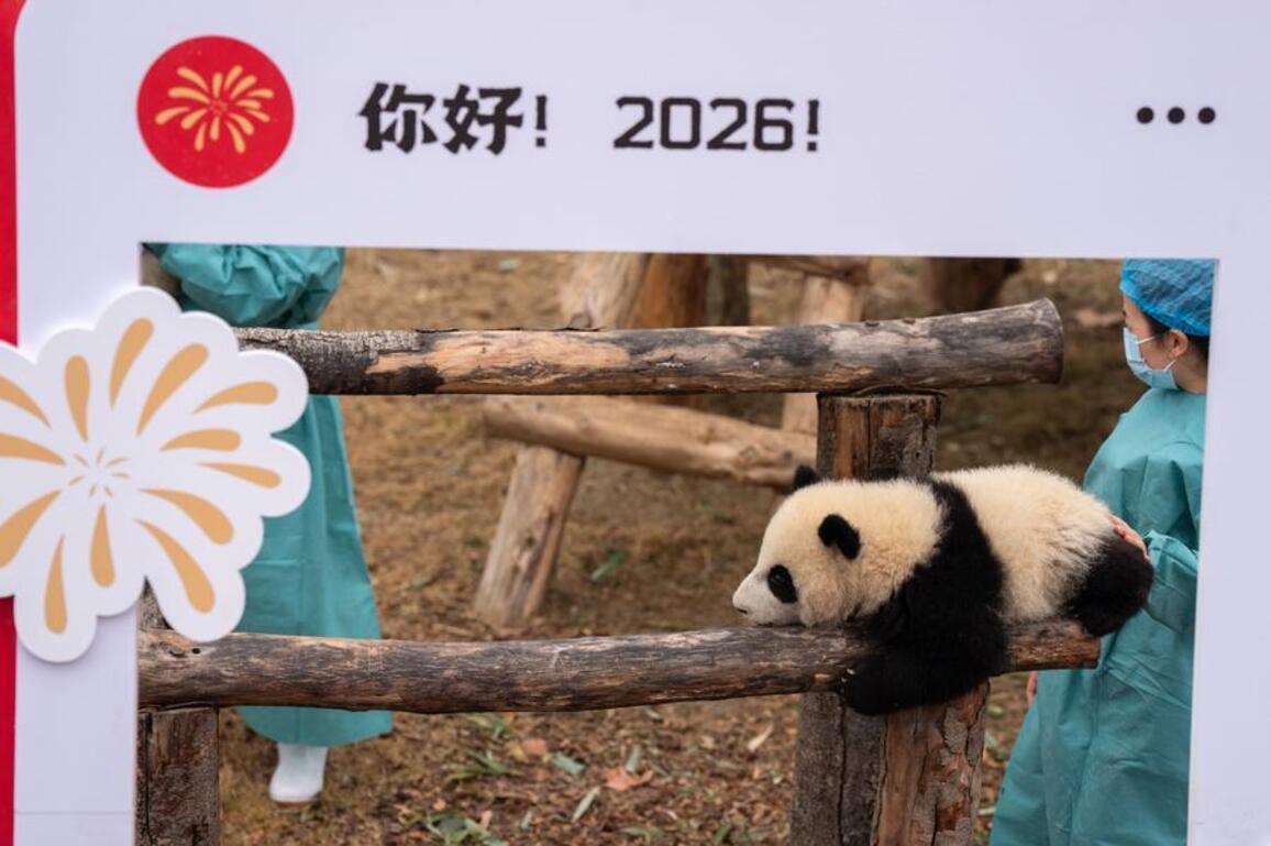 SichuanMosaics | 30 giant panda cubs gather to celebrate Spring Festival in Sichuan