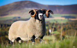 Blackface rams peak at £60,000