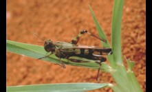  Parts of South Australia may be subject to locust activity. Image courtesy DPIRD.