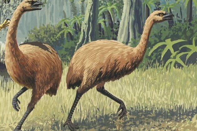 Study: Moa DNA provides insights into how species respond to climate change