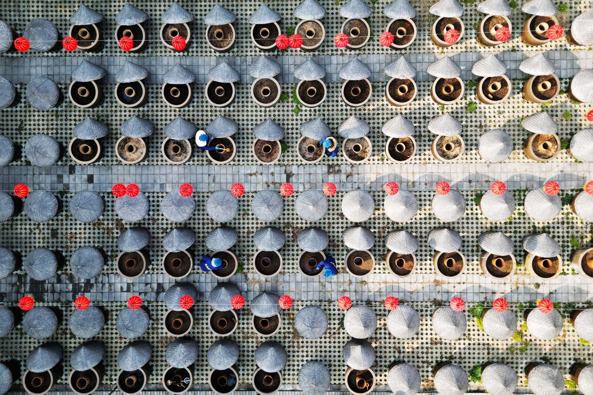 #CHINA-SHANDONG-TENGZHOU-SOY SAUCE MAKING (CN)