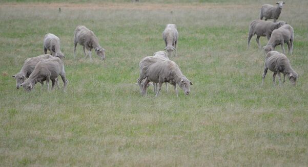 Certain weeds can pose a risk to livestock.